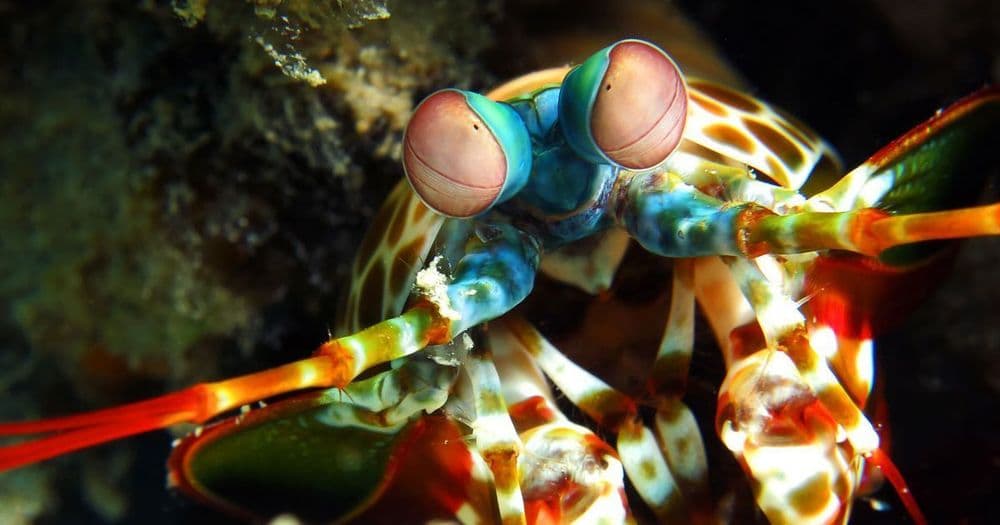 An image uploaded to Strapi called this-shrimp-is-awesome