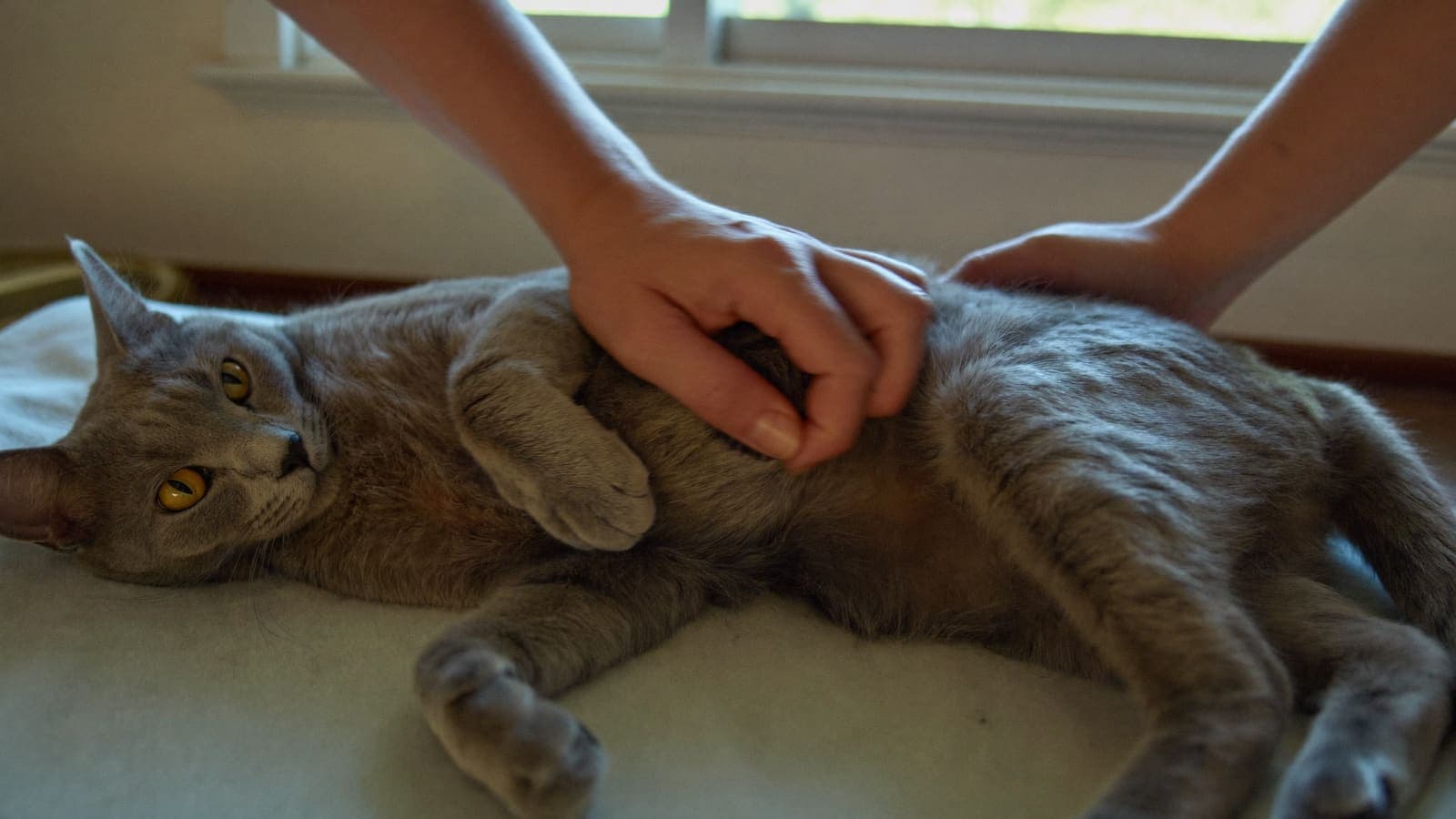 A pair of hands gently examining a grey cat lying on its side, chest and heart area softly lit